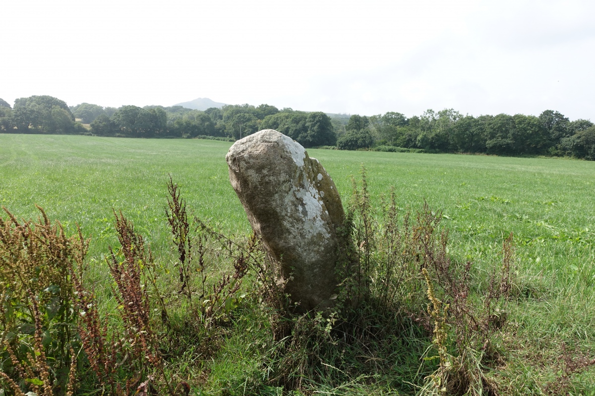 Gweunydd