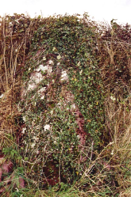This stone is marked on the OS map but has no name so we have named it after the closest farm - Sandy Haven's Farm.

The stone is made of the local red sandstone but is lost in the field boundary and a layer of ivy.

It is located at SM848084
