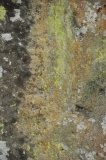 Hogtivis Stone