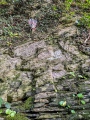 The Pilgrim's Cross, Nevern - PID:250270