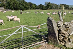 Trellwyn-fach Stone Pair