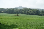 Gweunydd - PID:293306