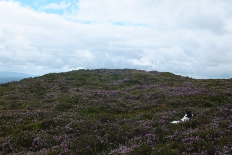 Bach Hill Barrows