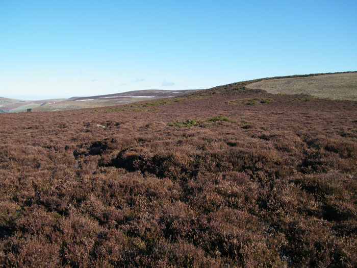 Looking North East, the darker line in the foreground is the ditch of the mound, and the Circle boulder stone is just beyond. Not a lot to see now,and easily missed in the heather, the stone is the most visible marker.