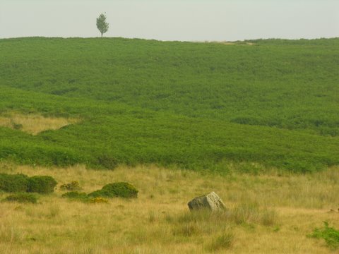 Court Standing Stone