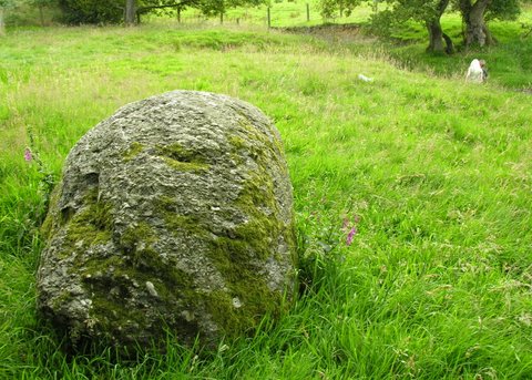 Came across this large rounded conglomerate glacial erratic whilst trying to find the route of the through-foothpath; near a ford to the SW of the intended stone.