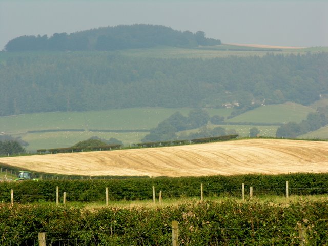 Hindwell Ash