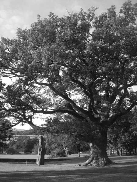 Cwrt-y-Gollen The huge menhir has an even more huge Oak Tree as its immediate neighbour, and it's a marvel to reflect that the tree is still very much the junior of the pair, and hopefully the menhir will long 'outlive' the tree, too.The strong silhouettes at the end of the day were magical; I am very bored of colour photographs at the moment (don't know why!), so had to play with the black and white setting in