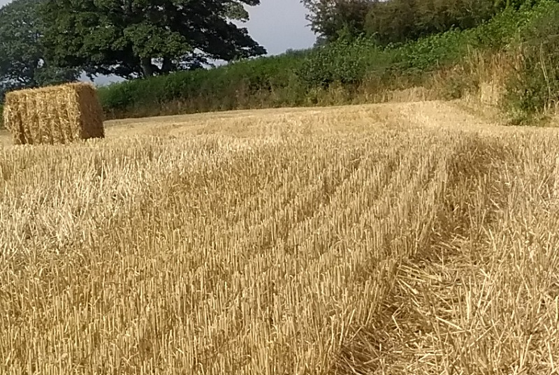 Click for the gallery page to add comments and vote (PID:201805) Beggar's Bush Barrow
