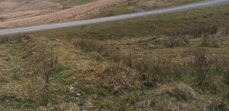 Dixies Corner