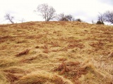 Gwern Dyfnant - PID:45379