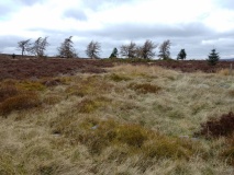 Carnedd Rhys Goch
