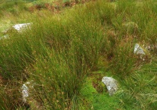 Rhos y Beddau (Rows)