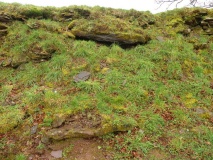Penywyrlod