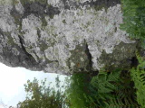 Llwyn-Y-Fedwen - PID:156044
