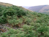 Garn Lwyd Cairn - PID:123870