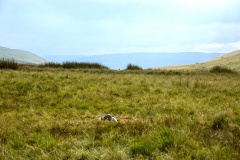 Tawe valley Triangle