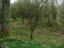 Burfa Camp