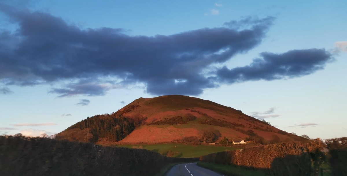 Click for full size image of Llwyn Bryn Dinas (PID:272816) Llwyn Bryn Dinas