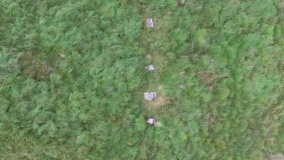 Rhyd Uchaf Stone Alignment