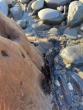 Borth Submarine Forest