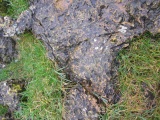 Coed-Y-Cwm - PID:222538