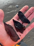 Borth Submarine Forest