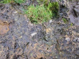 Coed-Y-Cwm - PID:222537