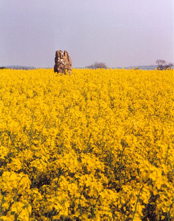 Hawk Stone