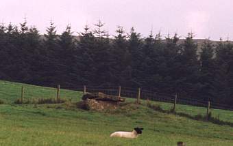 ballc2.jpg (9156 bytes)