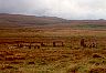 ninestonesdartmoorhi.jpg